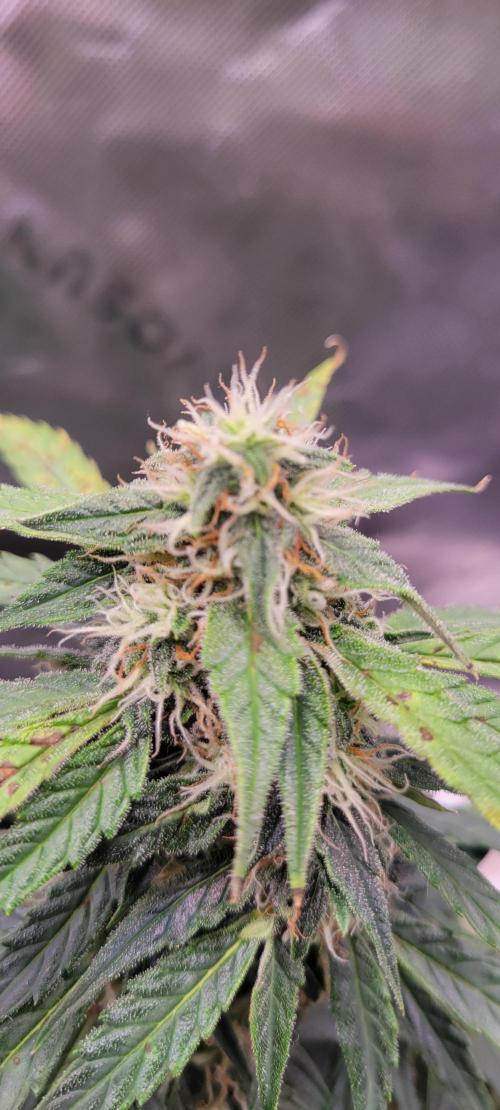 Runtz F1. Week 6