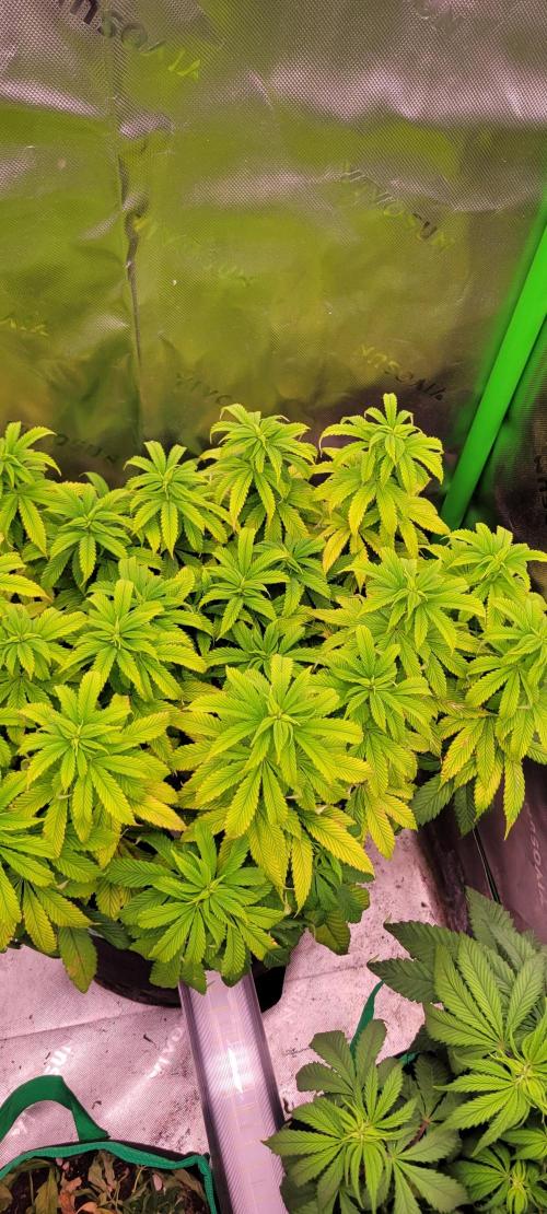 Chem Funk. Week 12