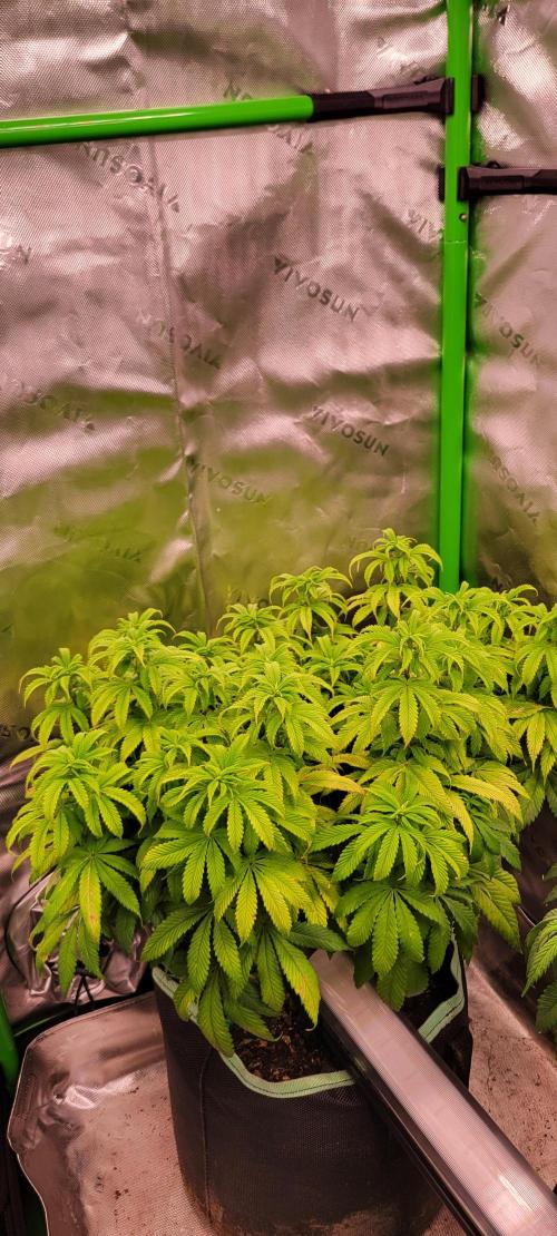 Chem Funk. Week 12