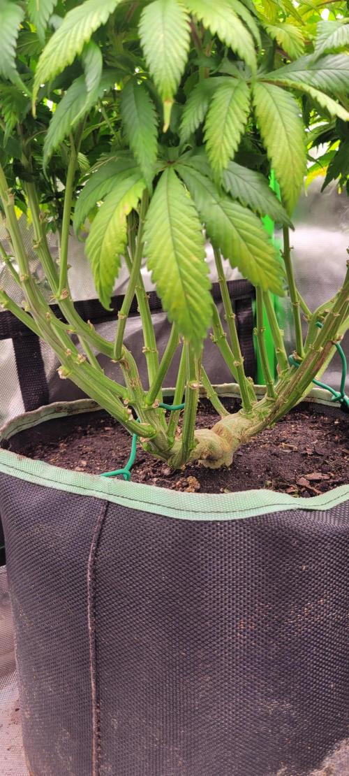 Chem Funk. Week 12