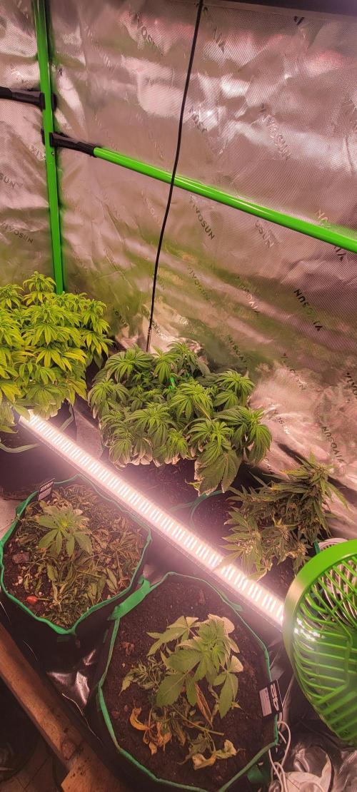 Purple Lemonade FF. Week 6