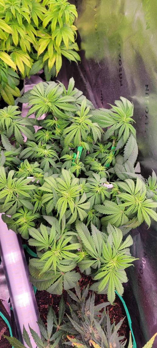 Purple Lemonade FF. Week 6