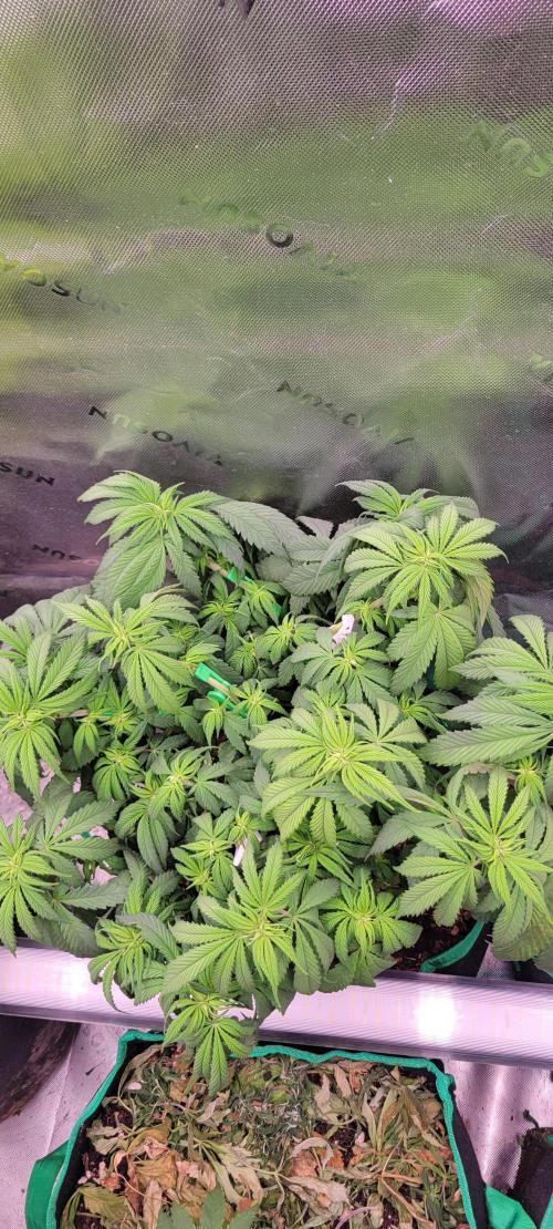 Purple Lemonade FF. Week 6