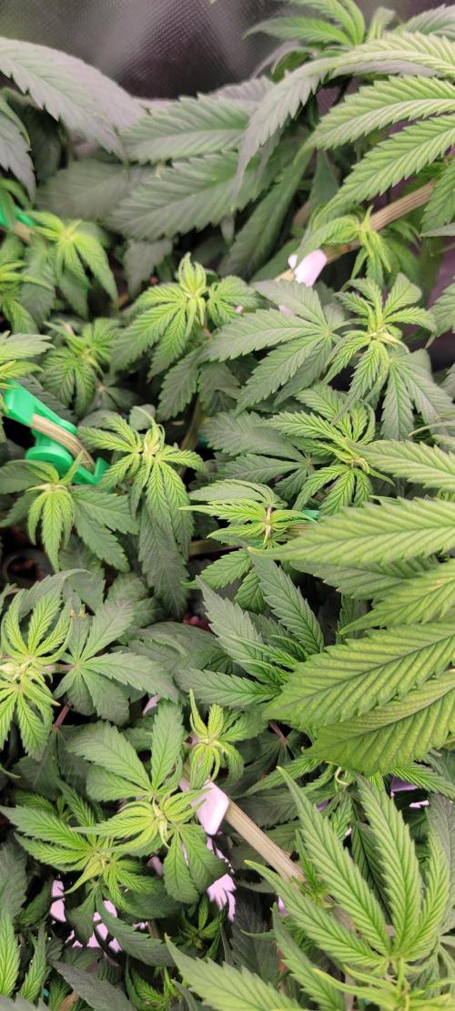 Purple Lemonade FF. Week 6