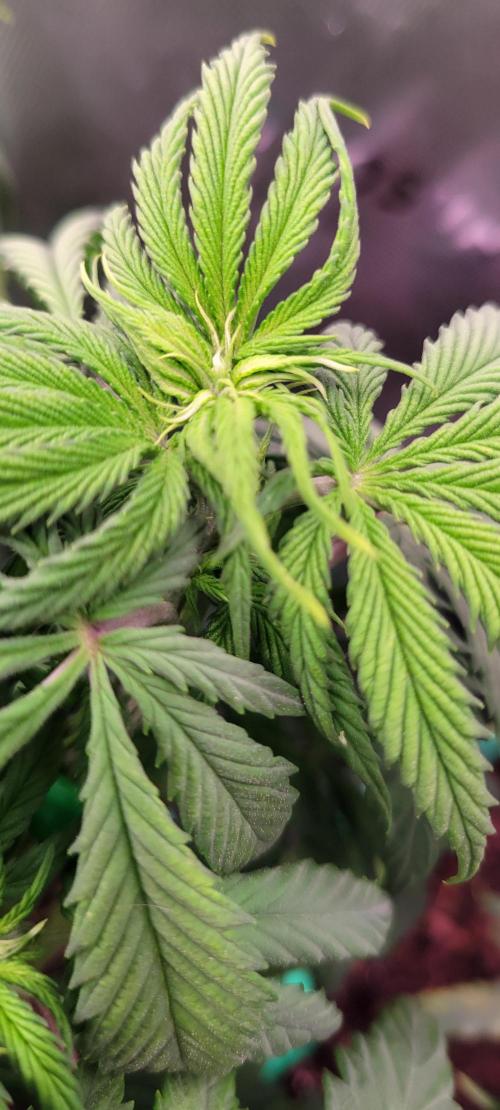 Purple Lemonade FF. Week 6