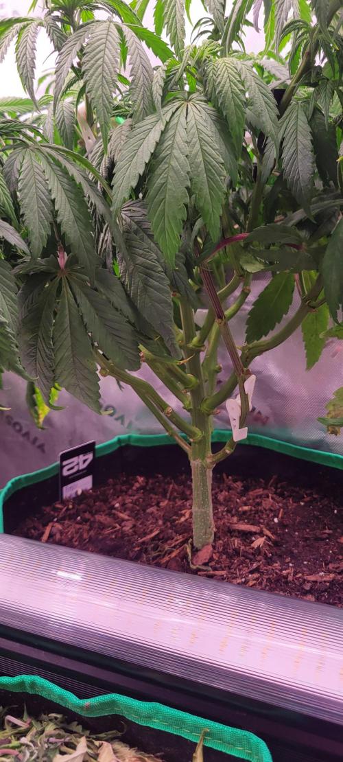 Purple Lemonade FF. Week 6
