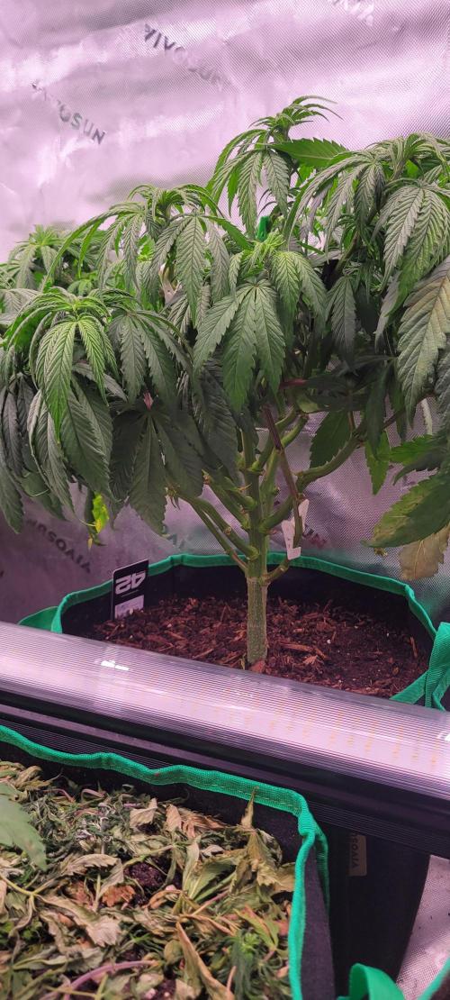 Purple Lemonade FF. Week 6