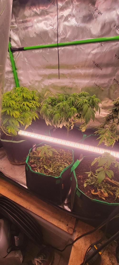 Z42 #2. Week 3