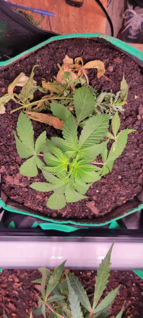 Z42 #2. Week 3