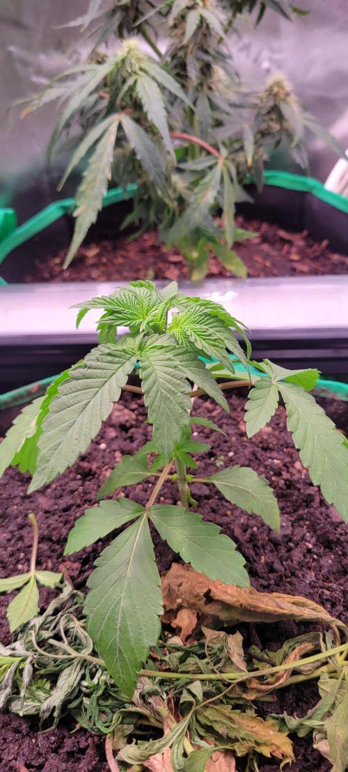 Z42 #2. Week 3
