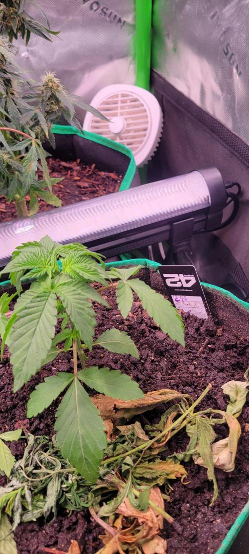 Z42 #2. Week 3