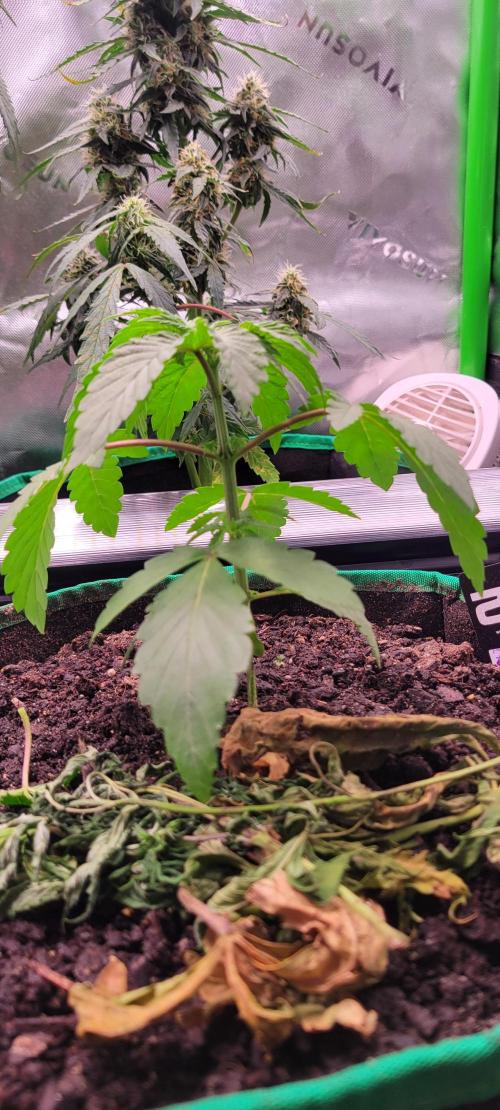 Z42 #2. Week 3