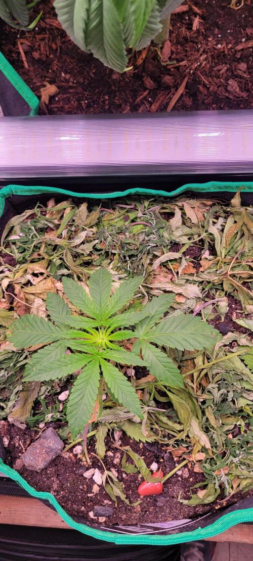 Gary Sherbet. Week 3
