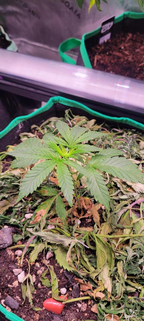 Gary Sherbet. Week 3