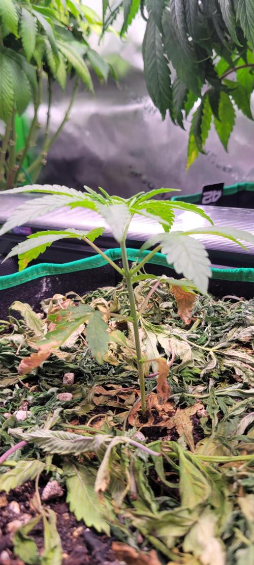 Gary Sherbet. Week 3