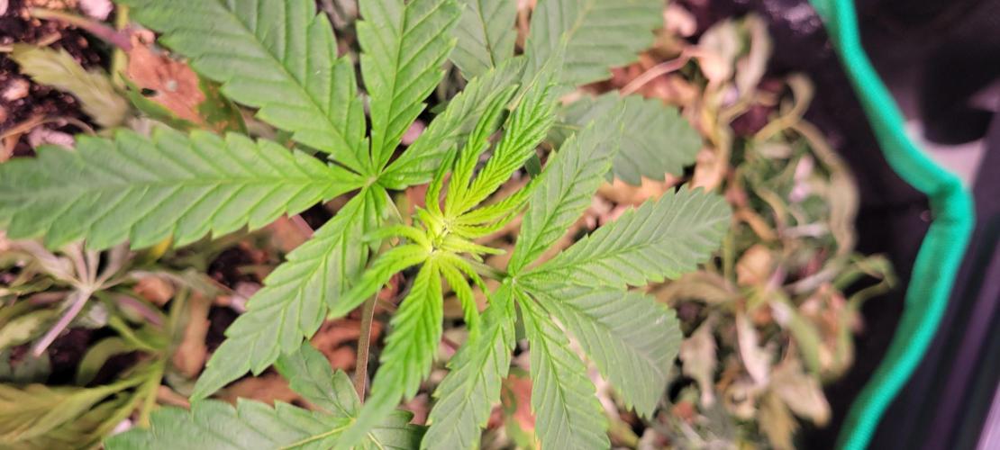 Gary Sherbet. Week 3