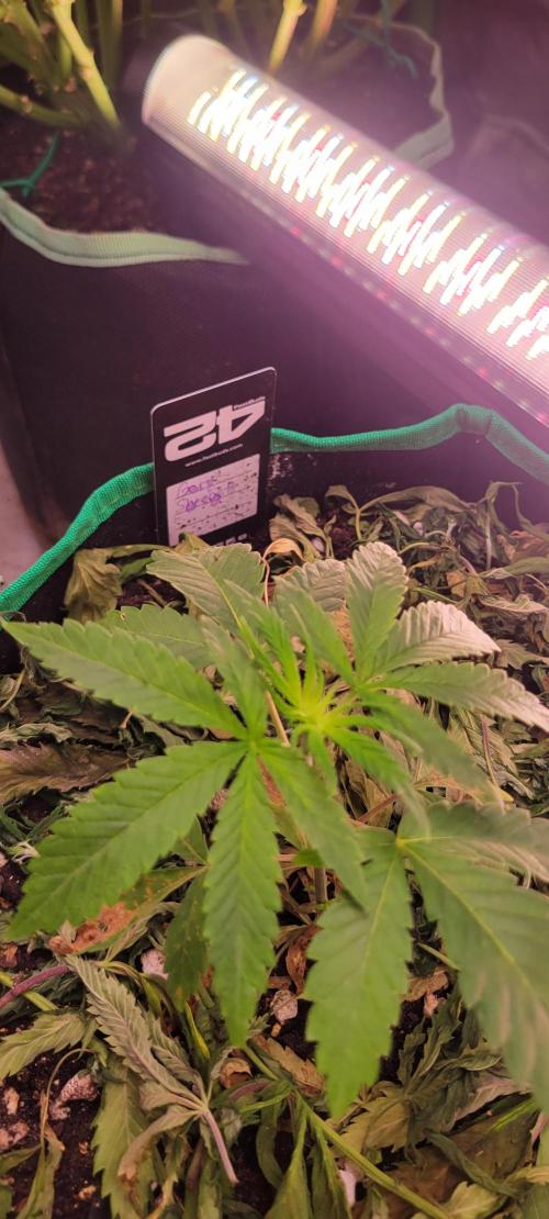 Gary Sherbet. Week 3
