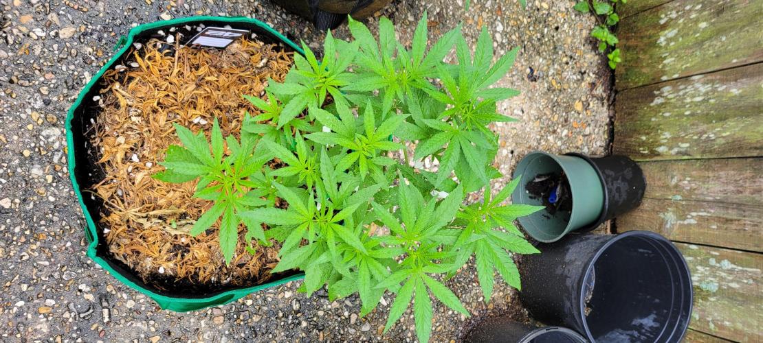 Z42 FB. Week 7