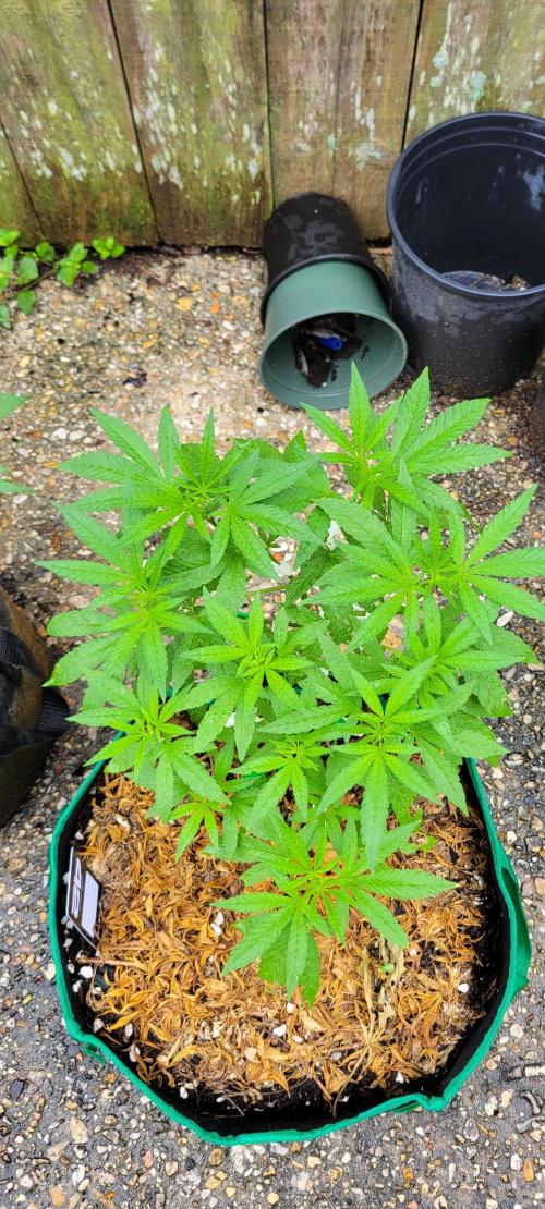 Z42 FB. Week 7