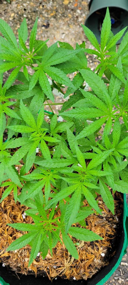 Z42 FB. Week 7
