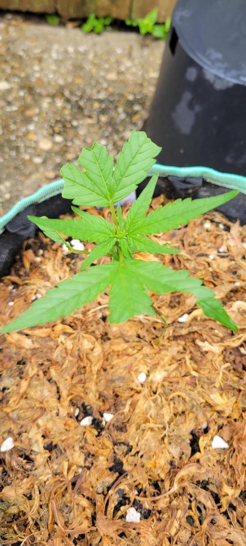 Lemon Cherry Sundae. Week 4