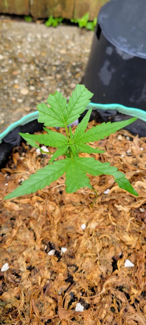 Lemon Cherry Sundae. Week 4
