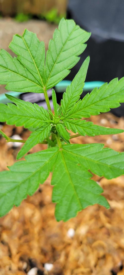 Lemon Cherry Sundae. Week 4
