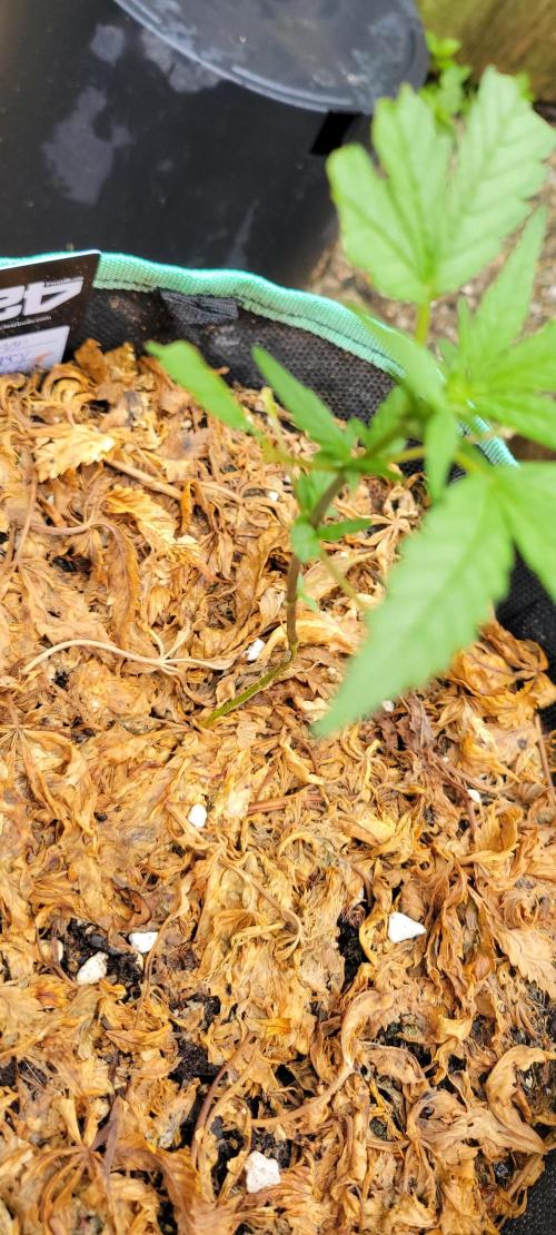 Lemon Cherry Sundae Auto. Week 4