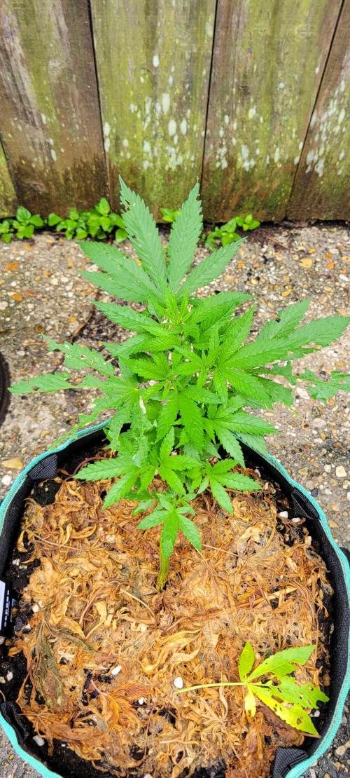 Chem Funk Clone. Week 4