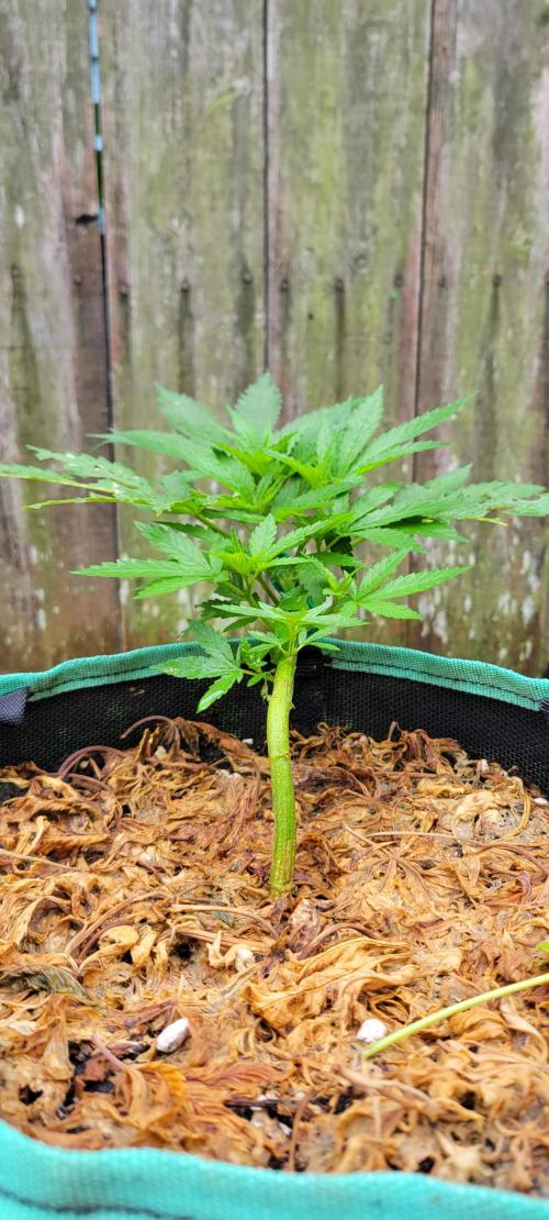 Chem Funk Clone. Week 4