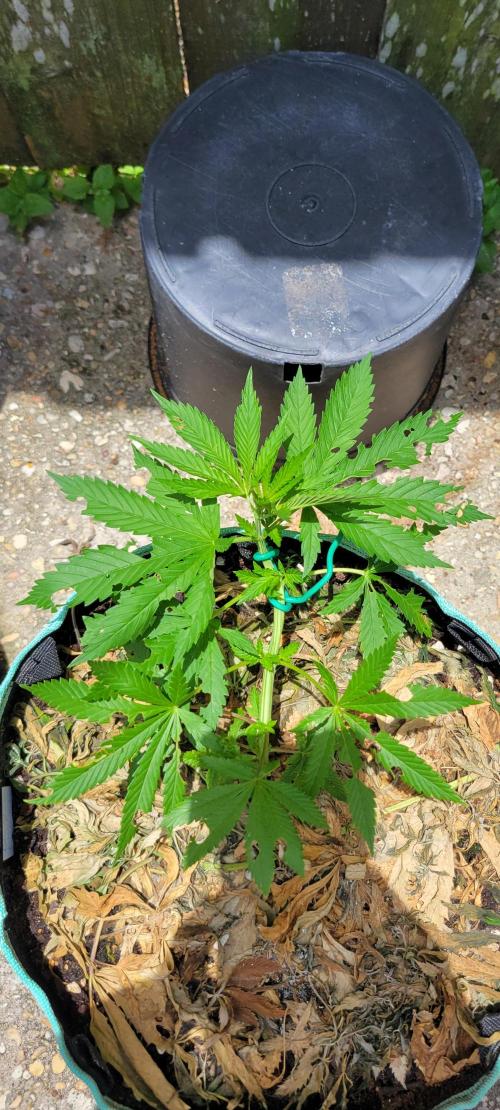 Chem Funk Clone. Week 4