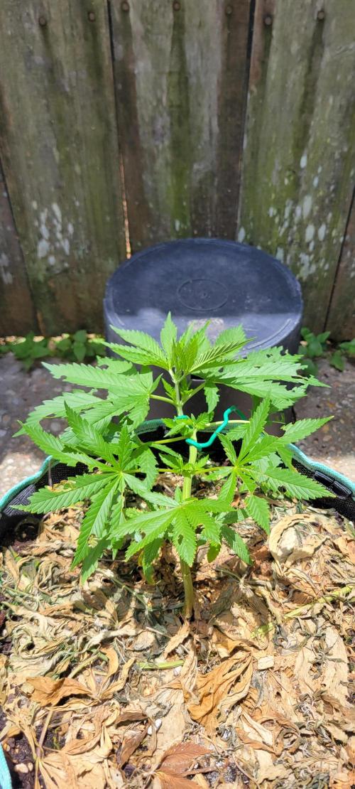 Chem Funk Clone. Week 4