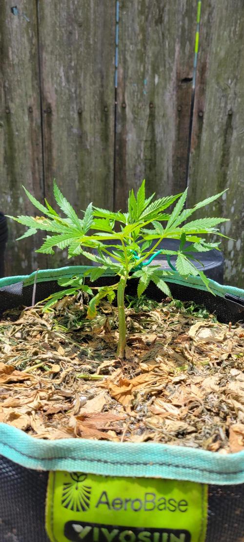 Chem Funk Clone. Week 4