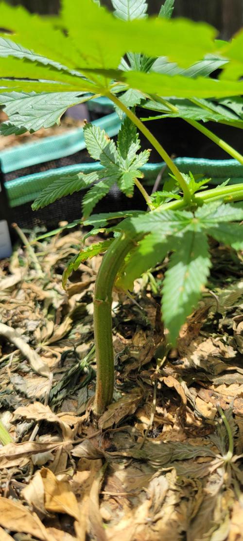 Chem Funk Clone. Week 4