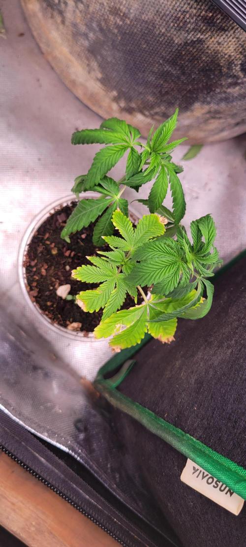 Chem Funk Clone. Week 4