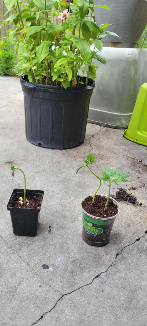 Chem Funk Clone. Week 4