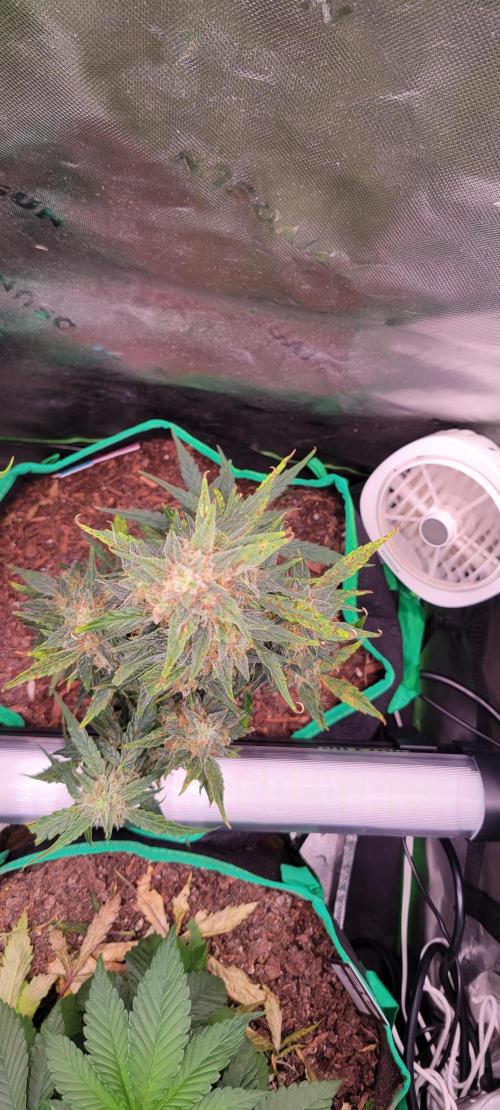 Runtz F1. Week 7