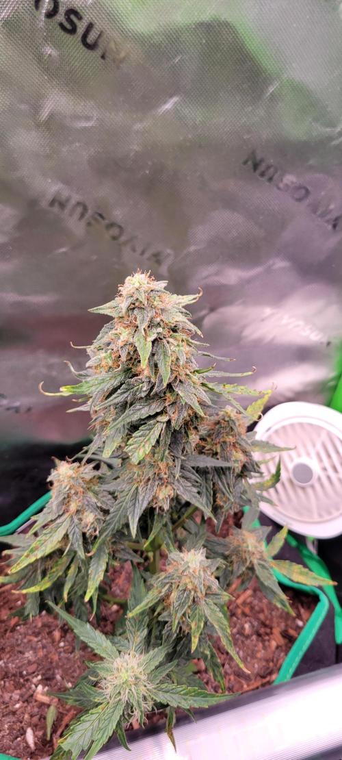 Runtz F1. Week 7