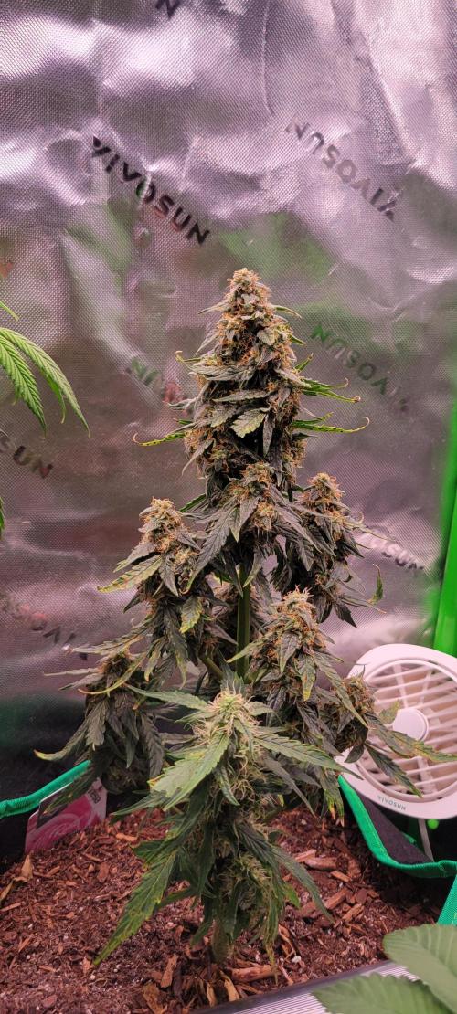 Runtz F1. Week 7