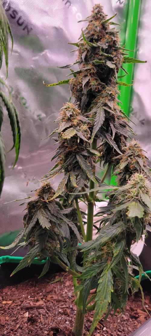 Runtz F1. Week 7