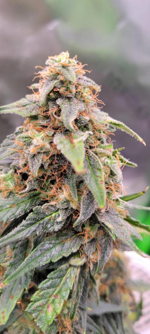 Runtz F1. Week 7