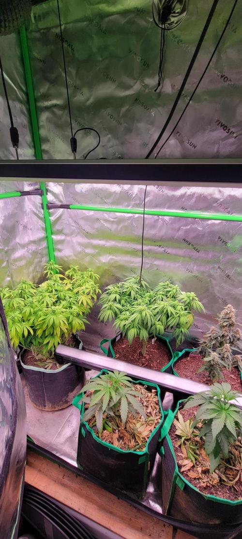 Purple Lemonade FF. Week 7