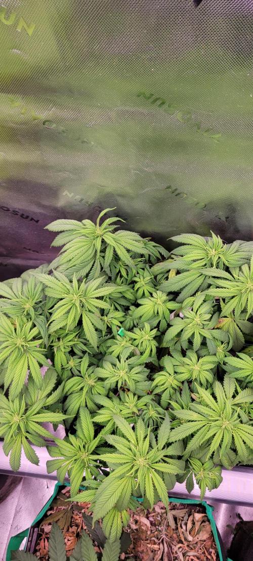 Purple Lemonade FF. Week 7