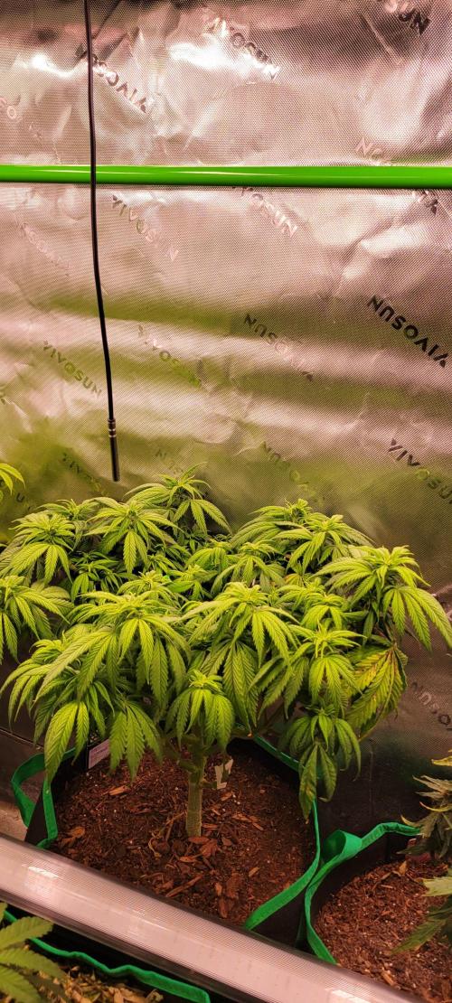 Purple Lemonade FF. Week 7
