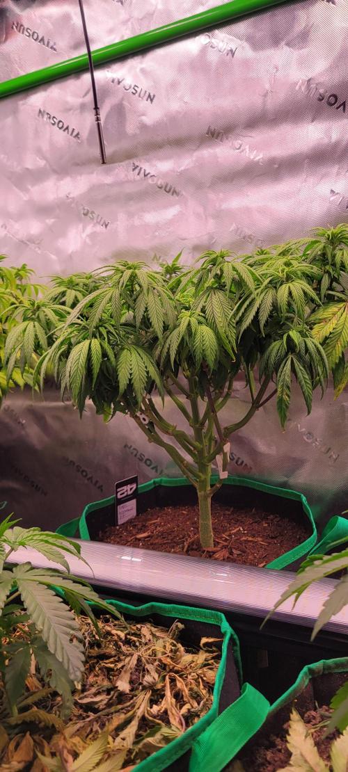 Purple Lemonade FF. Week 7