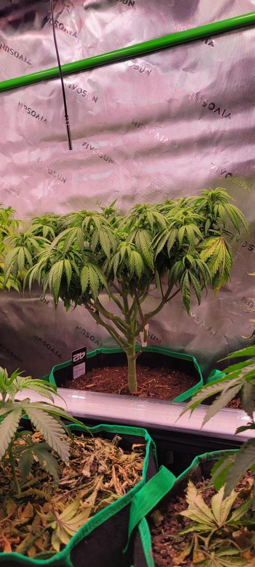 Purple Lemonade FF. Week 7
