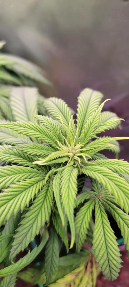 Purple Lemonade FF. Week 7