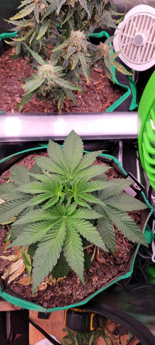 Z42 #2. Week 4