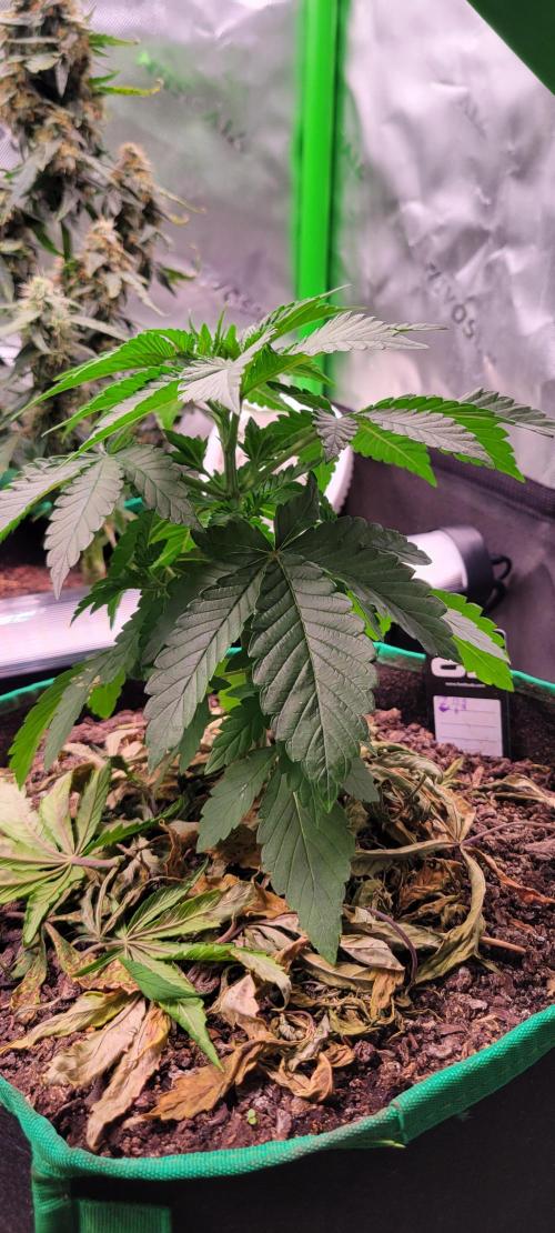 Z42 #2. Week 4