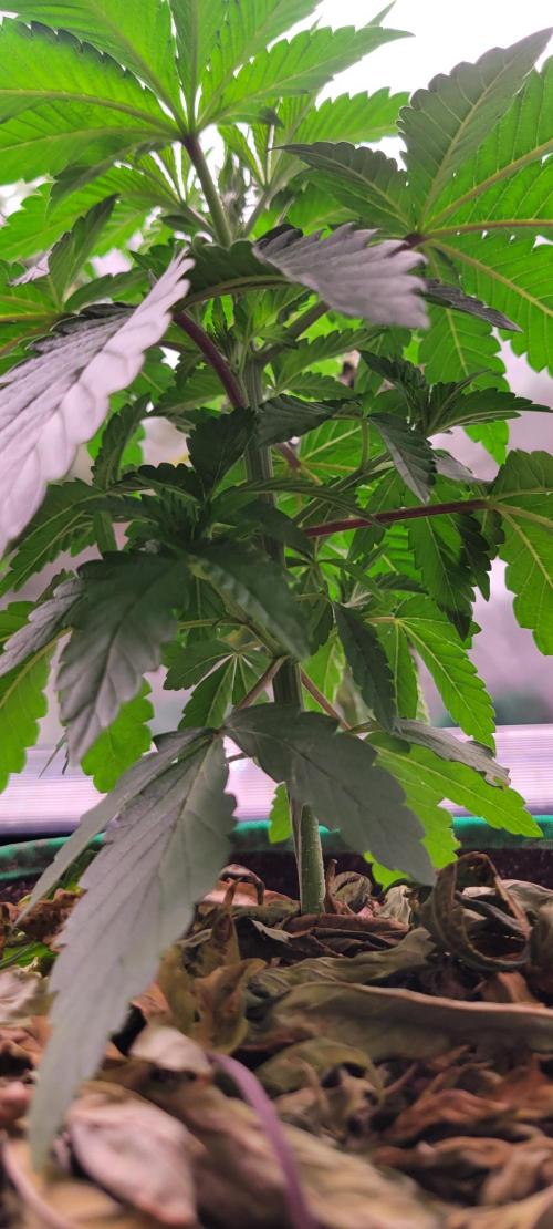 Z42 #2. Week 4